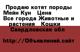 Продаю котят породы Мейн Кун › Цена ­ 12 000 - Все города Животные и растения » Кошки   . Свердловская обл.
